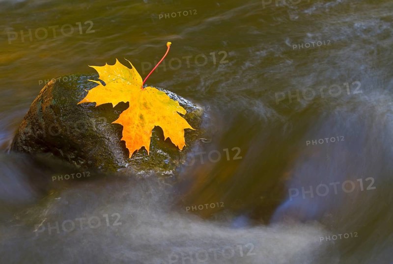 Autumn coloured maple leaf on rock in stream