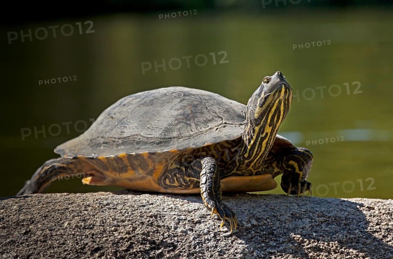 Yellow-bellied slider (Trachemys scripta scripta) basking on stone