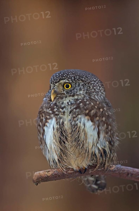 Pygmy owl (Glaucidium passerinum) sitting on branch