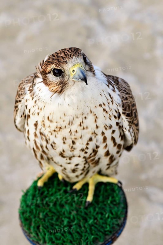 Falcon in the Desert