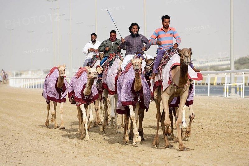 Camels with riders train in Al Shahaniya Stadium for camel races
