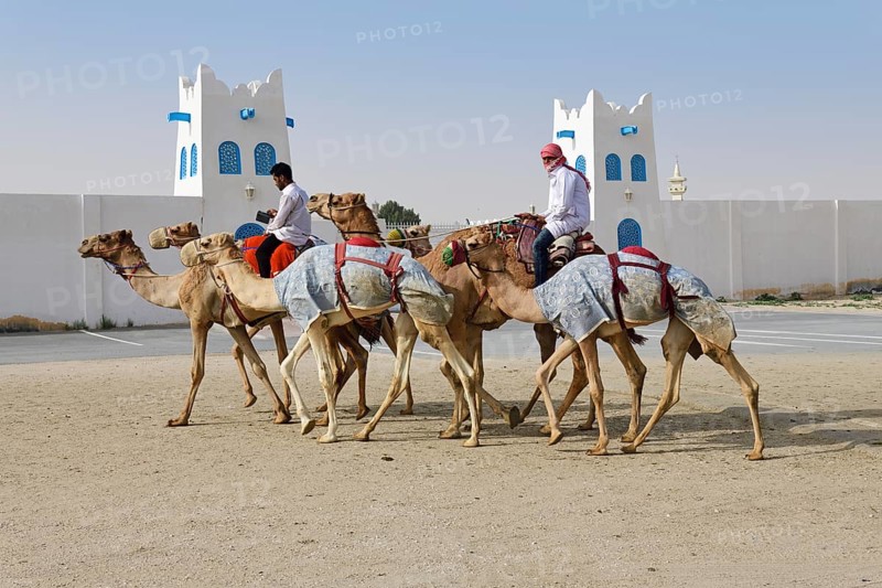 Camels with riders in front of Al Shahaniya Stadium for camel races