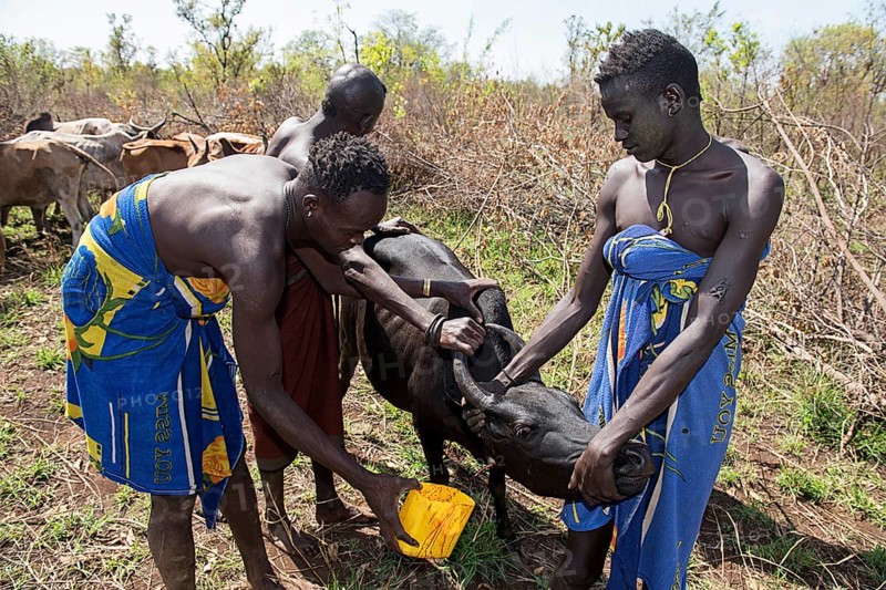 Men of the Mursi tribe draw blood from cattle carotid artery