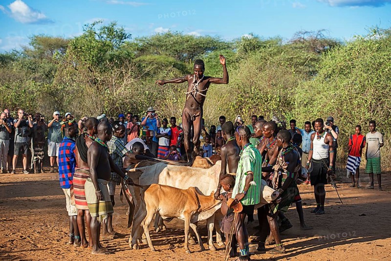Young man of the Hamer tribe jumping over cattle backs