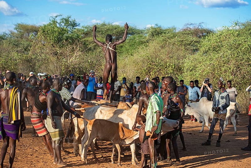 Young man of the Hamer tribe jumping over cattle backs