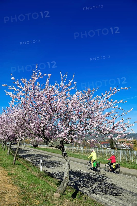 Cyclists ride through an all blossoming almond tree
