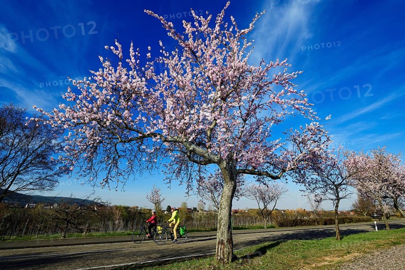 Cyclists ride through an all blossoming almond tree