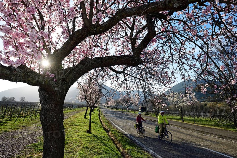 Cyclists ride through an all blossoming almond tree