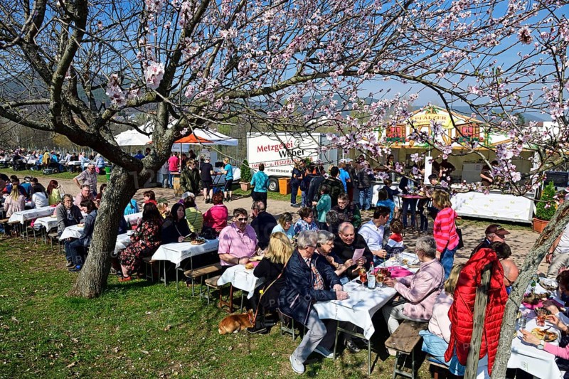 Almond blossom and wine festival in Gimmeldingen