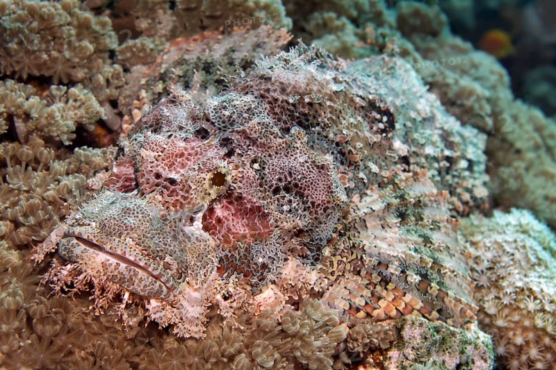 Bearded scorpionfish (Scorpaenopsis barbata)