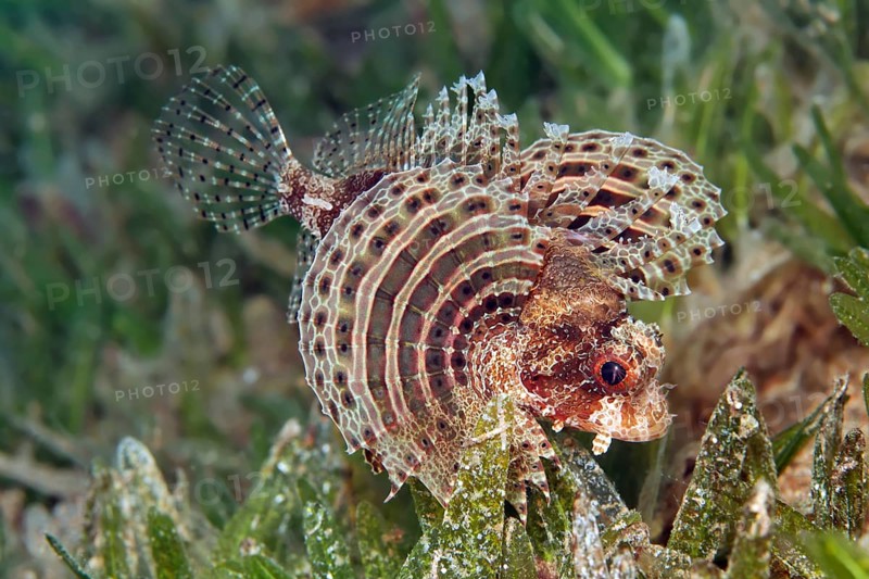 Fuzzy dwarf lionfish (Dendrochirus bracxypterus) on seagrass
