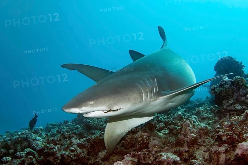 Sicklefin lemon shark (Negaprion acutidens) swimming over coral reef