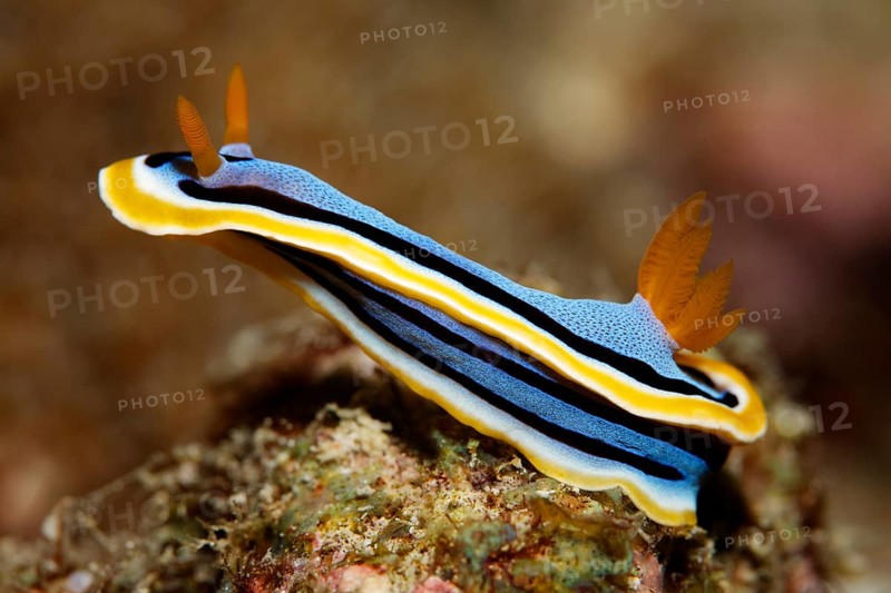 Chromodoris annae (Chromodoris annae)