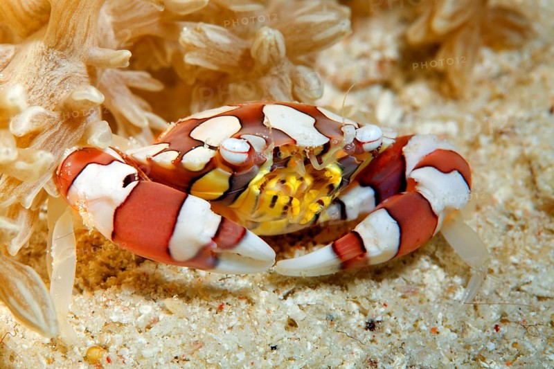 Harlequin crab (Lissocarcinus laevis) on sand beneath anemone