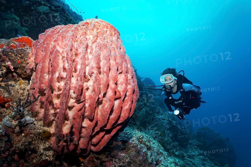 Diver viewes Riesenfasschwamm (Xestospongia muta)