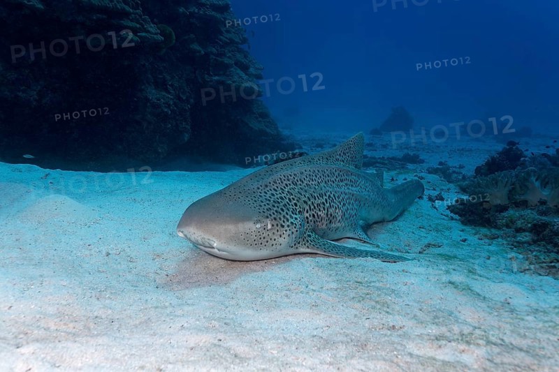 Leopard shark (Stegostoma fasciatum) lies on sand