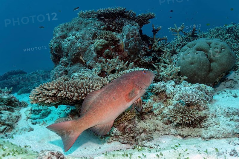 Coral trout
