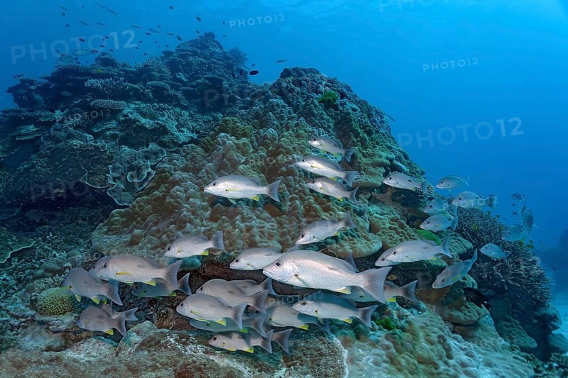 Swarm Russel's snapper (Lutjanus russellii) swimming over coral reef
