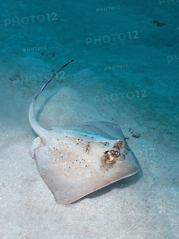 Grey stingray (maskray kuhlii) on sandy ground