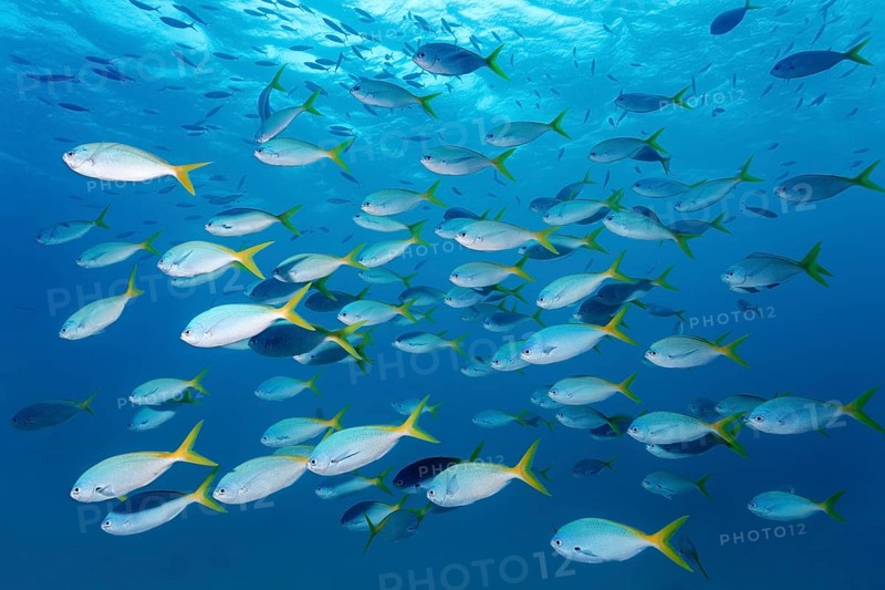 Swarm redbelly yellowtail fusilier (Caesio cuning)