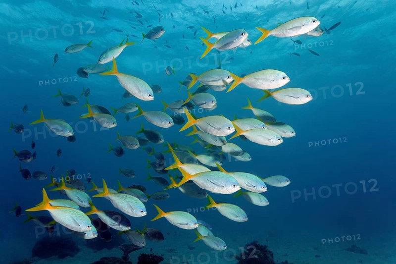 Swarm redbelly yellowtail fusilier (Caesio cuning)
