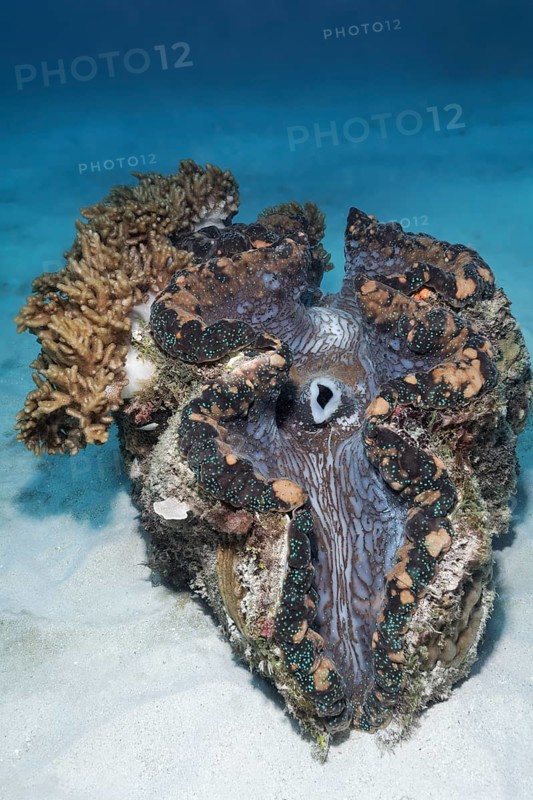 Giant Clam (Tridacna gigas) covered with soft coral (Cladiella sp.)