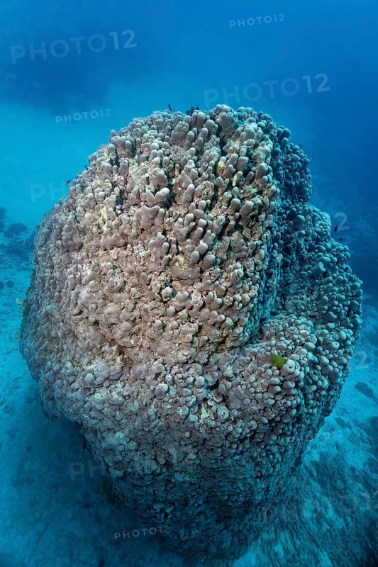 Large hard coral (Goniopora pearsoni)