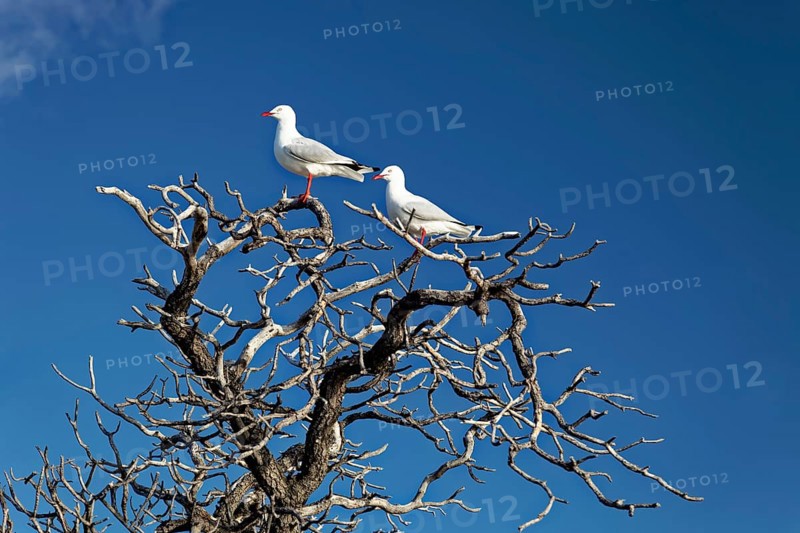 Silver gulls (Larus novaehollandiae) on dry tree