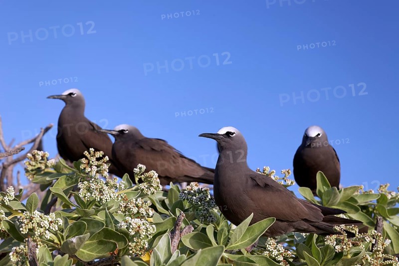 Brown Noddy (Anous stolidus) on tree