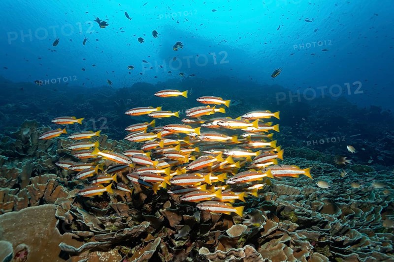 Shoal of two-spot banded snappers (Lutjanus biguttatus) swimming over coral reef