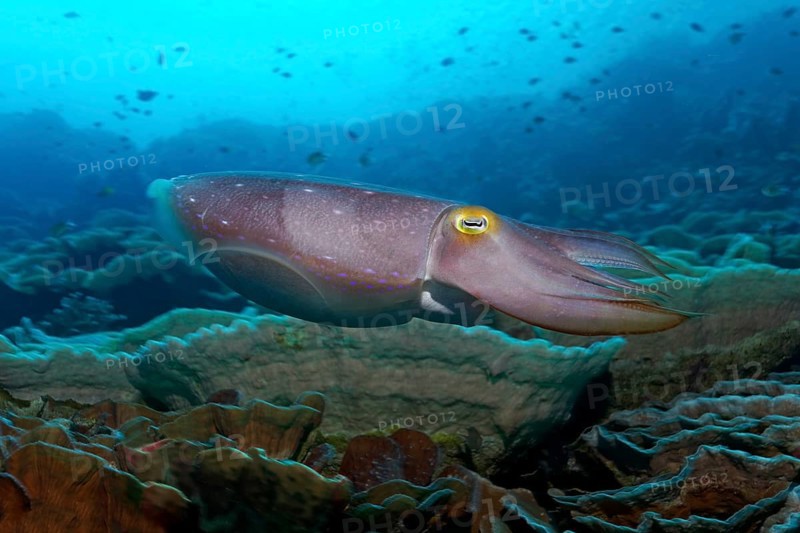 Broadclub cuttlefish (Sepia latimanus) swimming over coral reef