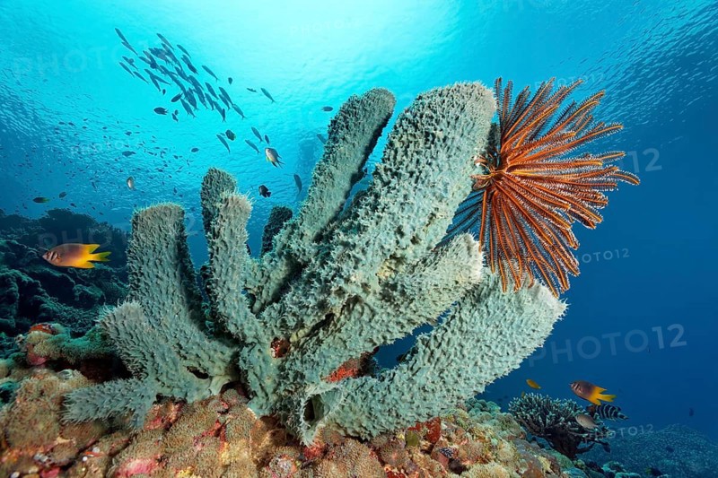 Green prickly tube sponge (Gelliodes sp.)