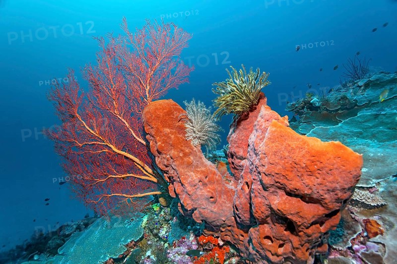 Coral reef with barrel sponge (Xestospongia sp.)