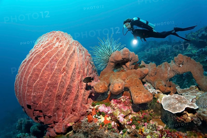 Diver observing barrel sponge (Xestospongia testudinaria) and Bennett's feather star (Oxycomanthus bennetti) on brown sponge (Desmapsamma sp.)