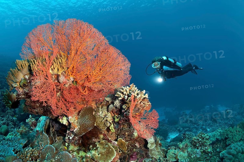 Diver observing coral