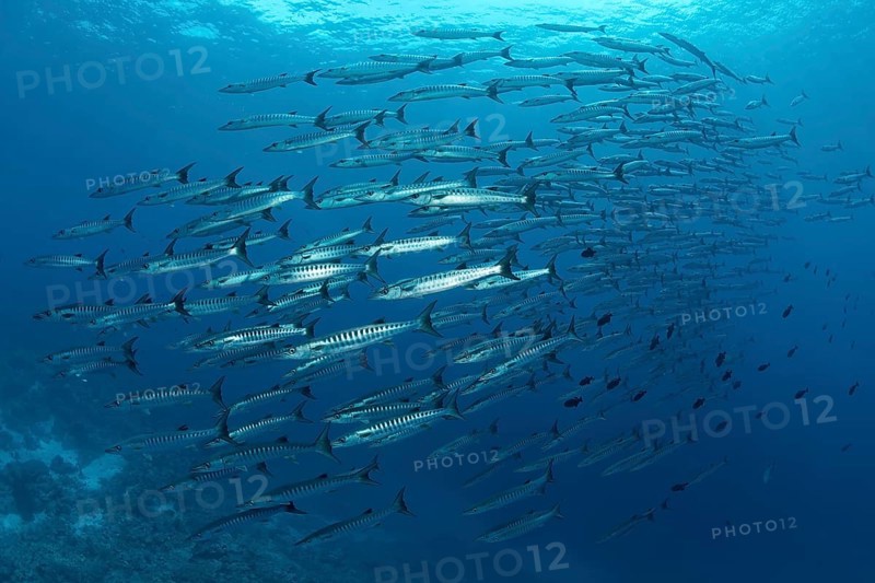Shoal of Blackfin barracudas (Sphyraena qenie) swimming in open ocean