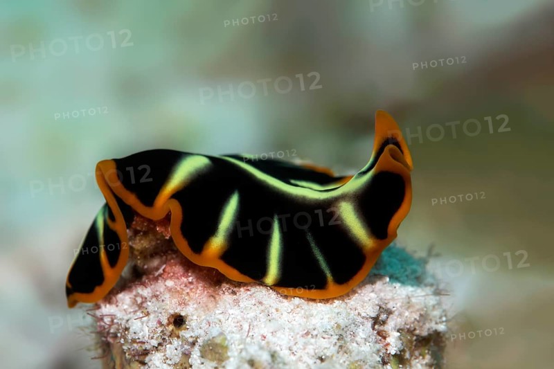 Divided flatworm (Pseudoceros cf dimidiatus)