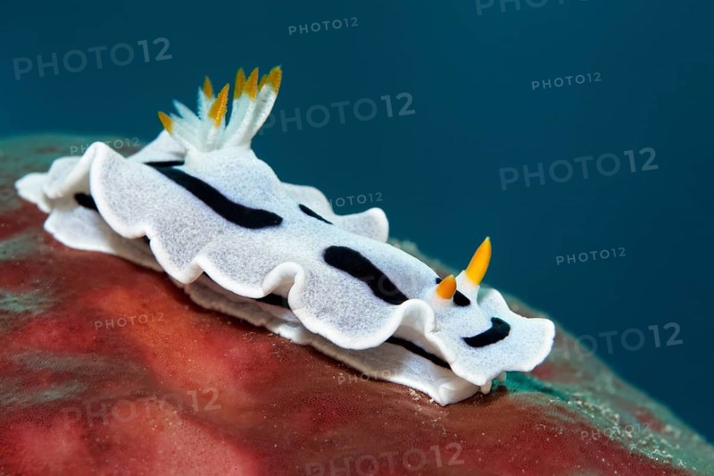 Sea slug