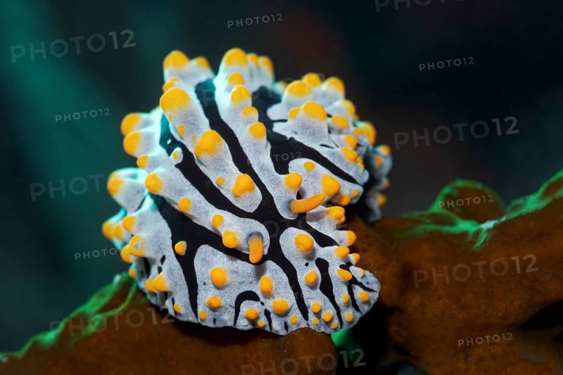 Sea slug