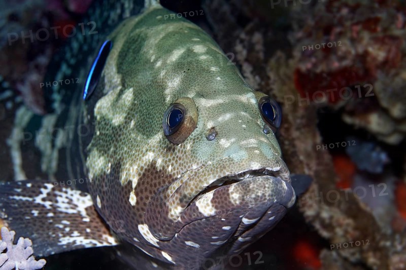 Camouflaged Grouper (Epinephelus polyphekadion)