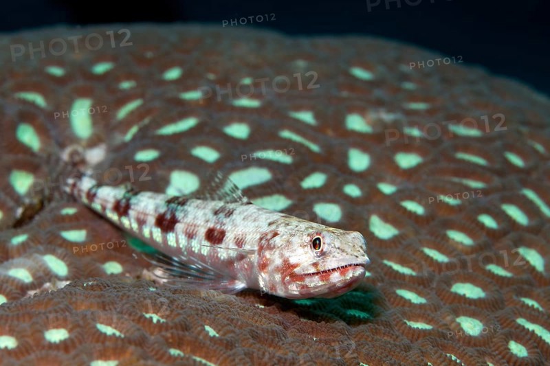 Variegated Lizardfish (Synodus variegatus) lying on stony coral