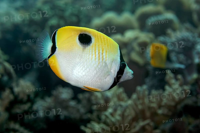 Teardrop Butterflyfish (Chaetodon unimaculatus) swimming over coral reef