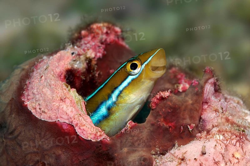 Bluestriped fangblenny (Plagiotremus rhinorhynchos) in hiding