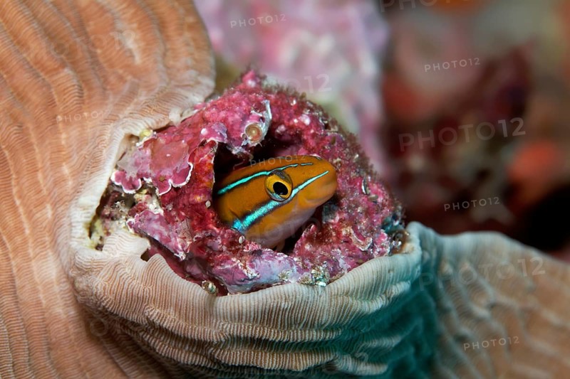 Bluestriped fangblenny (Plagiotremus rhinorhynchos) in hideout