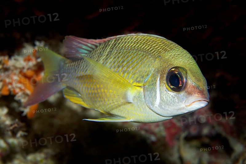 Pearly Monocle Bream (Scolopsis margaritifera)