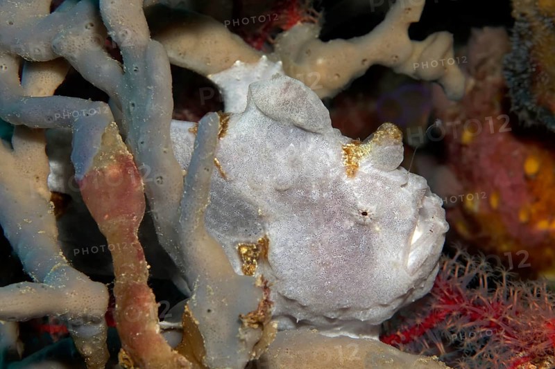 Gray Frogfish (Antennarius sp.) hidden in the sponge