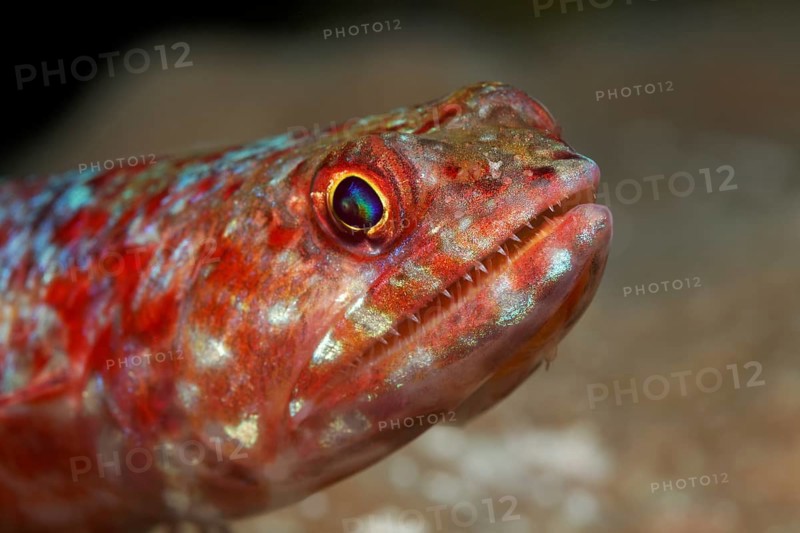 Variegated Lizardfish (Synodus variegatus)