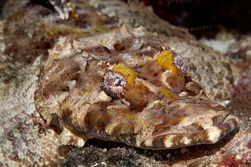 Crocodilefish (Cymbacephalus beauforti)
