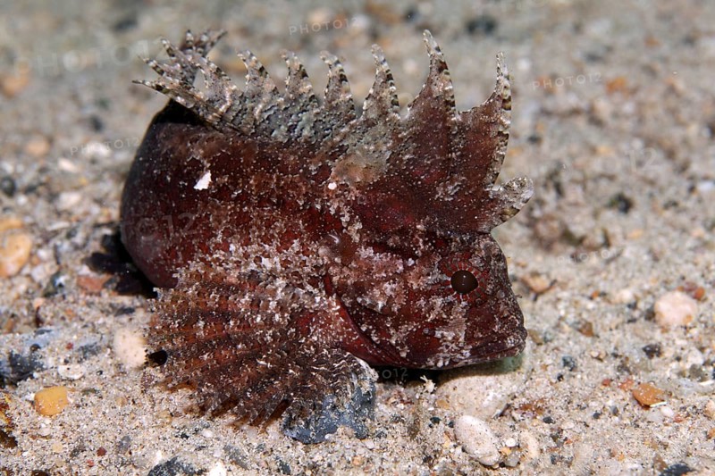Wispy Waspfish (Paracentropogon longispinis) on sandy ground