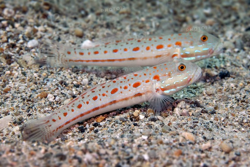 Couple of Orange-Spotted Sleeper-Goby (Valenciennea puellaris) on sand